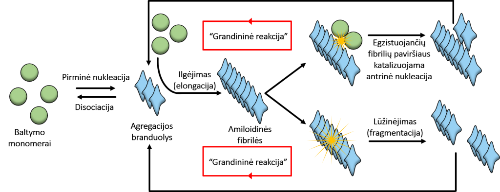 Schema iliustruojanti amiloidinių baltymų agregacijos procesą.
